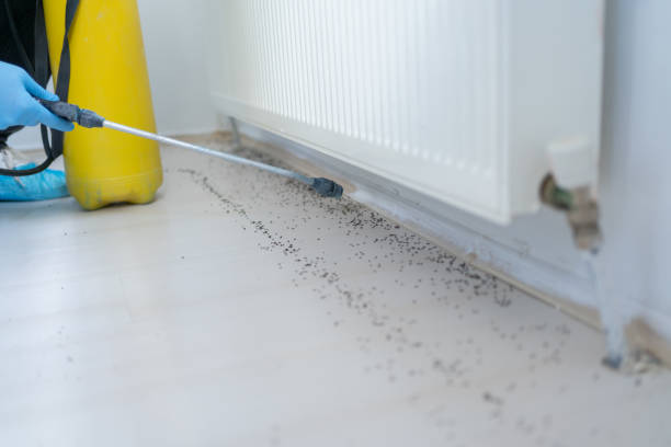 Best Rat Extermination Near Me  in Dryden, MI